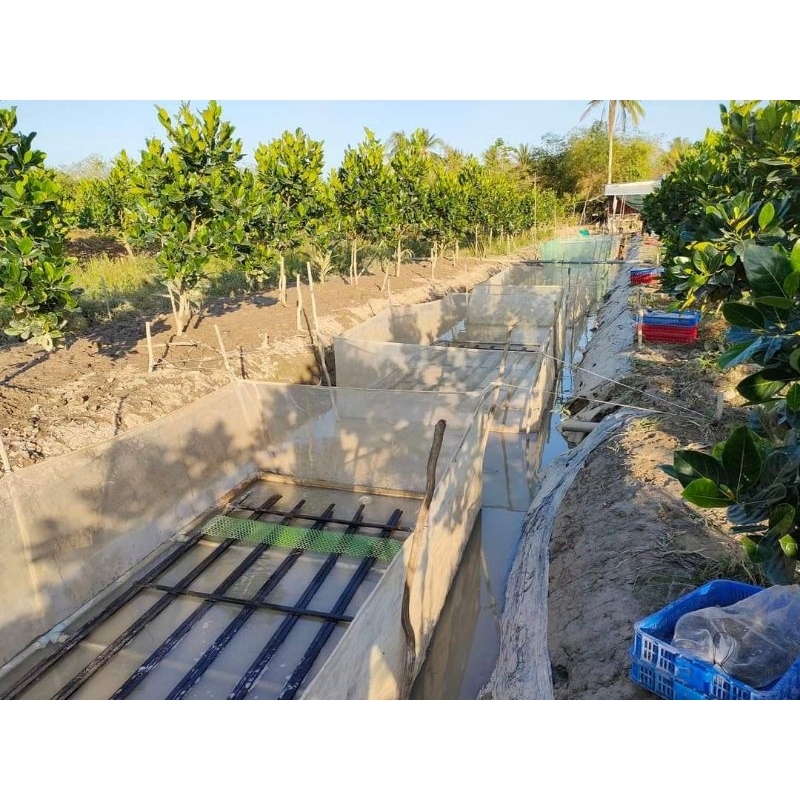 Tráng lồng vèo nuôi ốc nhồi mới nở , nuôi ốc nhồi to