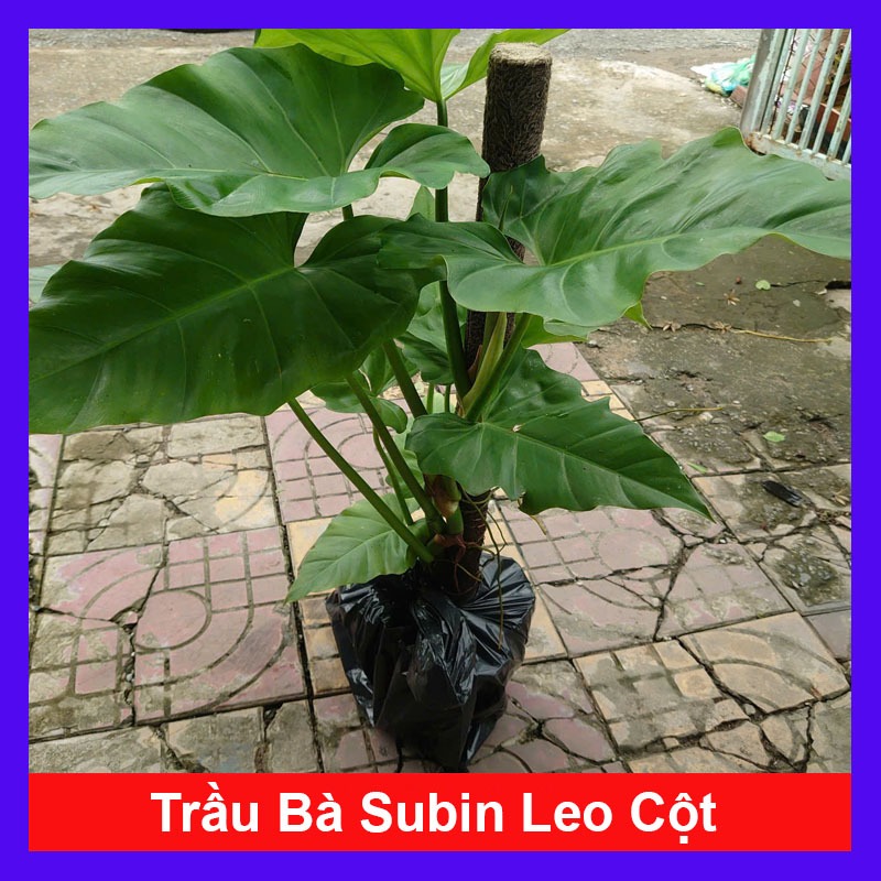 Cây Trầu Bà Subin Leo Cột (Cao 1m) Philodendron Subincisum - cây cảnh ...