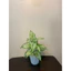 CHẬU CÂY GIẢ 40cm ĐỒNG GIÁ 85k - combo đầy đủ cây, chậu, sỏi