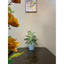 CHẬU CÂY GIẢ 40cm ĐỒNG GIÁ 85k - combo đầy đủ cây, chậu, sỏi