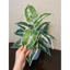 CHẬU CÂY GIẢ 40cm ĐỒNG GIÁ 85k - combo đầy đủ cây, chậu, sỏi