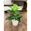 CHẬU CÂY GIẢ 40cm ĐỒNG GIÁ 85k - combo đầy đủ cây, chậu, sỏi