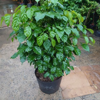 Cây hạnh phúc cao 1m cây phong thủy mang đến thành công viên mãn, cây cảnh trồng trong nhà