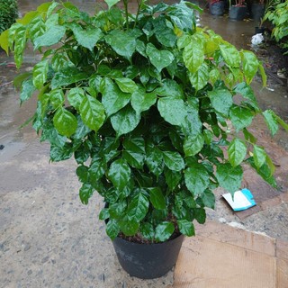 Cây hạnh phúc cao 1m cây phong thủy mang đến thành công viên mãn, cây cảnh trồng trong nhà