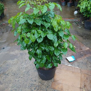 Cây hạnh phúc cao 1m cây phong thủy mang đến thành công viên mãn, cây cảnh trồng trong nhà