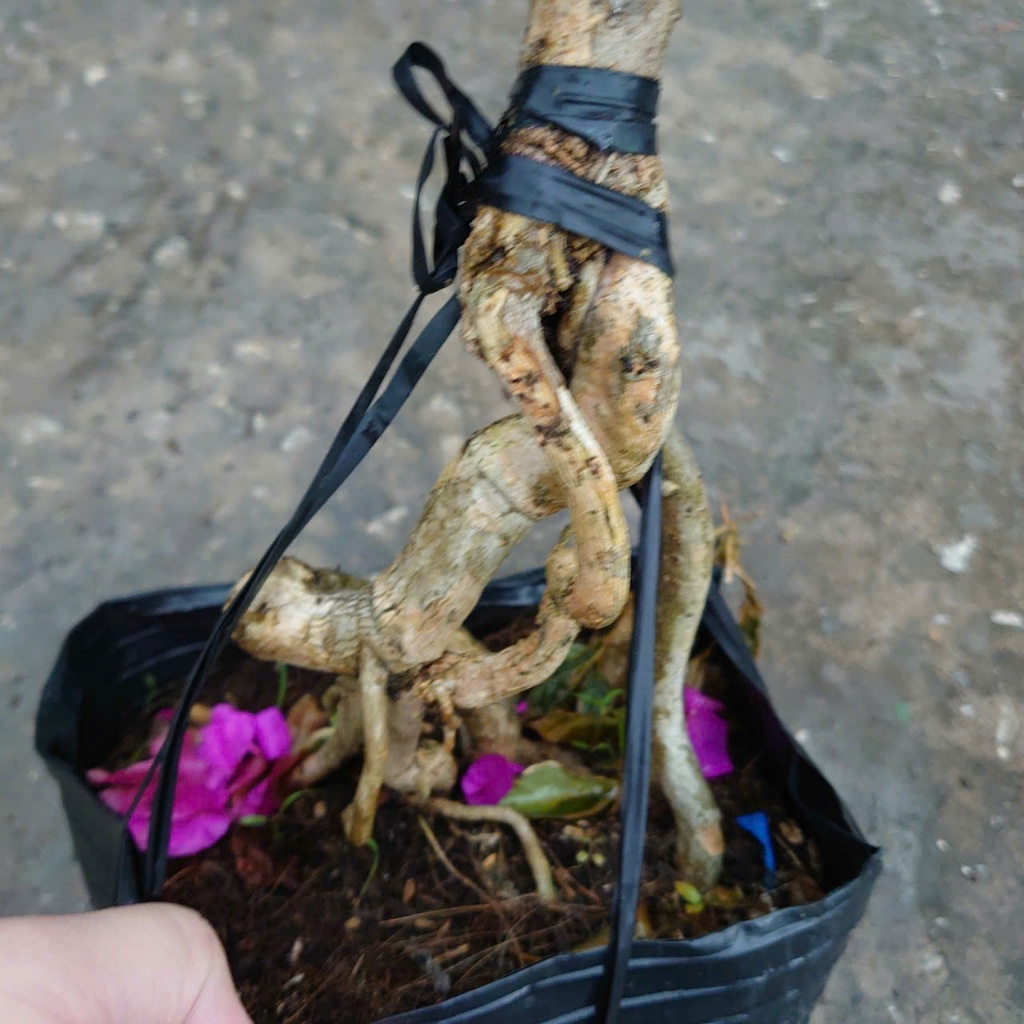 Hoa Giấy Cẩm Thạch Bonsai (Gốc Đẹp) - cây cảnh bonsai để bàn