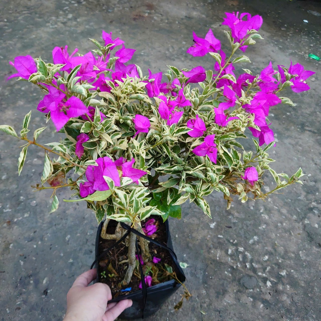 Hoa Giấy Cẩm Thạch Bonsai (Gốc Đẹp) - cây cảnh bonsai để bàn