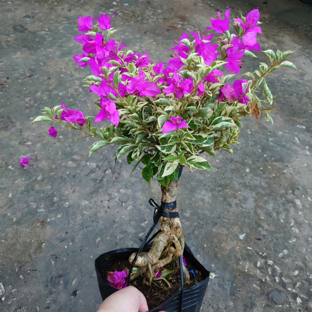 Hoa Giấy Cẩm Thạch Bonsai (Gốc Đẹp) - cây cảnh bonsai để bàn