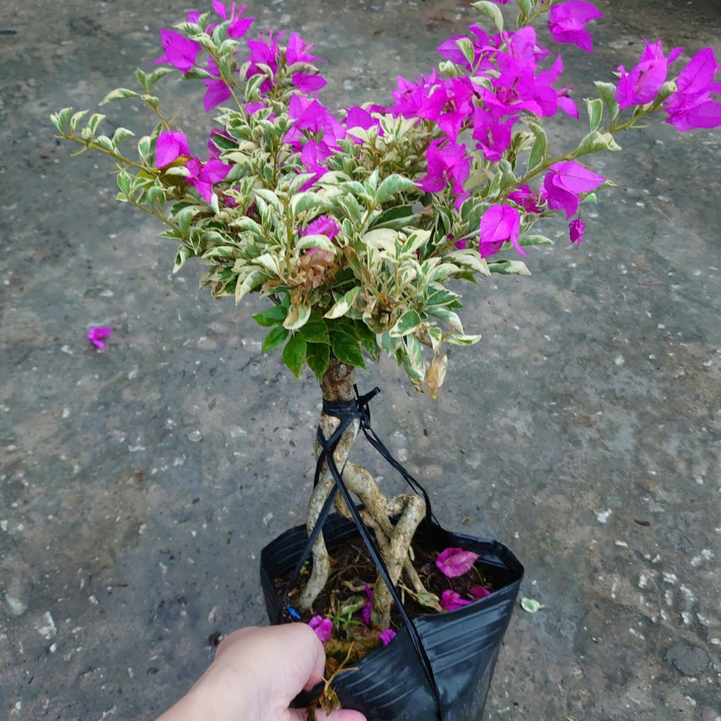 Hoa Giấy Cẩm Thạch Bonsai (Gốc Đẹp) - cây cảnh bonsai để bàn
