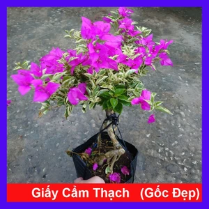 Hoa Giấy Cẩm Thạch Bonsai (Gốc Đẹp) - cây cảnh bonsai để bàn