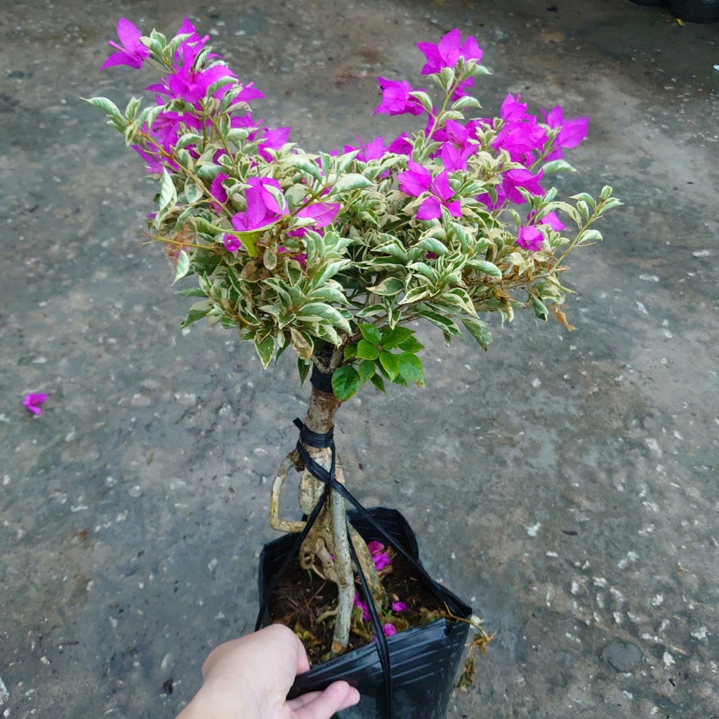 Hoa Giấy Cẩm Thạch Bonsai (Gốc Đẹp) - cây cảnh bonsai để bàn