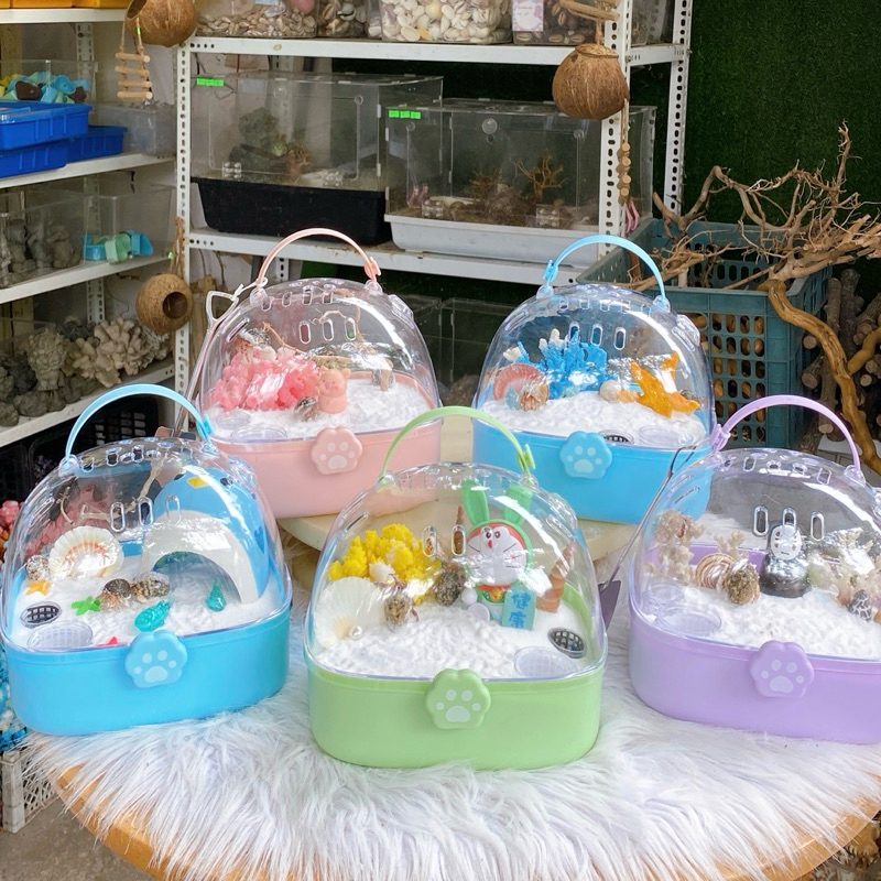 Combo HỘP DẤU CHÂN nuôi ốc mượn hồn, ốc rụt rè, dã tràng, cua ẩn sỉ ...