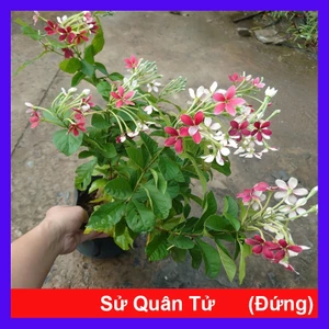 Cây Sử Quân Tử (đứng) - cây cảnh đẹp trồng sân vườn