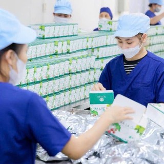 Trà lá ổi túi lọc Mychi - Tan mỡ giảm cân, ngừa tiểu đường