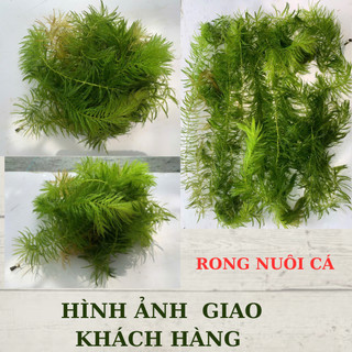 Rong đuôi chồn, Rong thả bể thủy sinh dễ sống, siêu đẹp. 1 túi lớn.