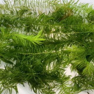 Rong đuôi chồn, Rong thả bể thủy sinh dễ sống, siêu đẹp. 1 túi lớn.