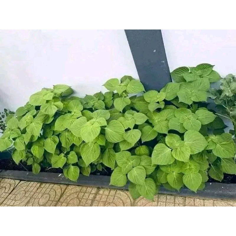 Hạt Giống Lá Mè Hàn Quốc💥 Hàng Chuẩn Xịn, Ăn kèm thịt nướng cực ngon, năng suất