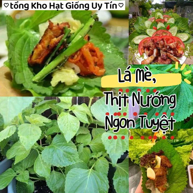 Hạt Giống Lá Mè Hàn Quốc💥 Hàng Chuẩn Xịn, Ăn kèm thịt nướng cực ngon, năng suất