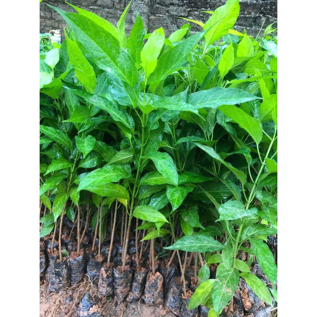 CÂY GIỐNG THÌA CANH LÁ TO HAY CÒN GỌI LÀ CÂY RAU MỎ | Shopee Việt Nam