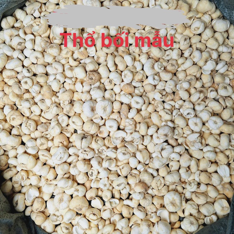 Thổ Bối Mẫu ( Sạch, Đẹp ) Hàng Loại 1