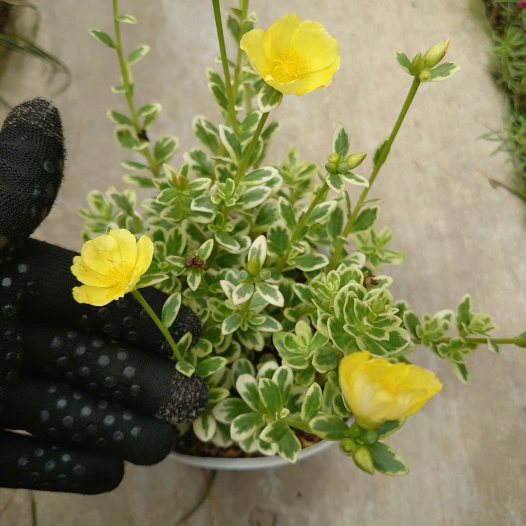 Cây Hoa Mười Giờ Cẩm Thạch ( Hoa 10h ) cây cảnh đẹp màu sắc rực rỡ trồng sân vườn
