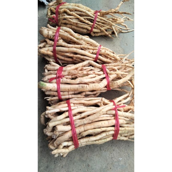 1kg Sâm Xuyên Đá Tươi Chuẩn Rừng Lai Châu Tự Nhiên