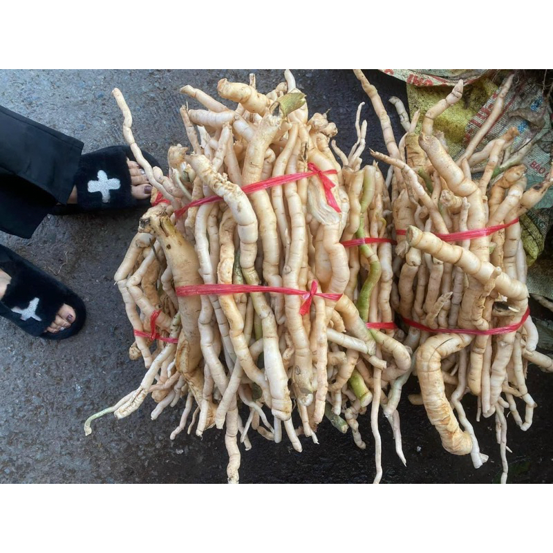 1kg Sâm Xuyên Đá Tươi Chuẩn Rừng Lai Châu Tự Nhiên