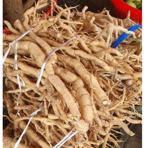 1kg Sâm Xuyên Đá Tươi Chuẩn Rừng Lai Châu Tự Nhiên