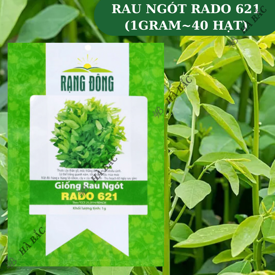 Hạt giống Rau Ngót Rado 621 (1g~40 hạt) Rau Bồ Ngót trồng quanh năm, sinh trưởng khỏe - Nông Nghiệp Hà Bắc