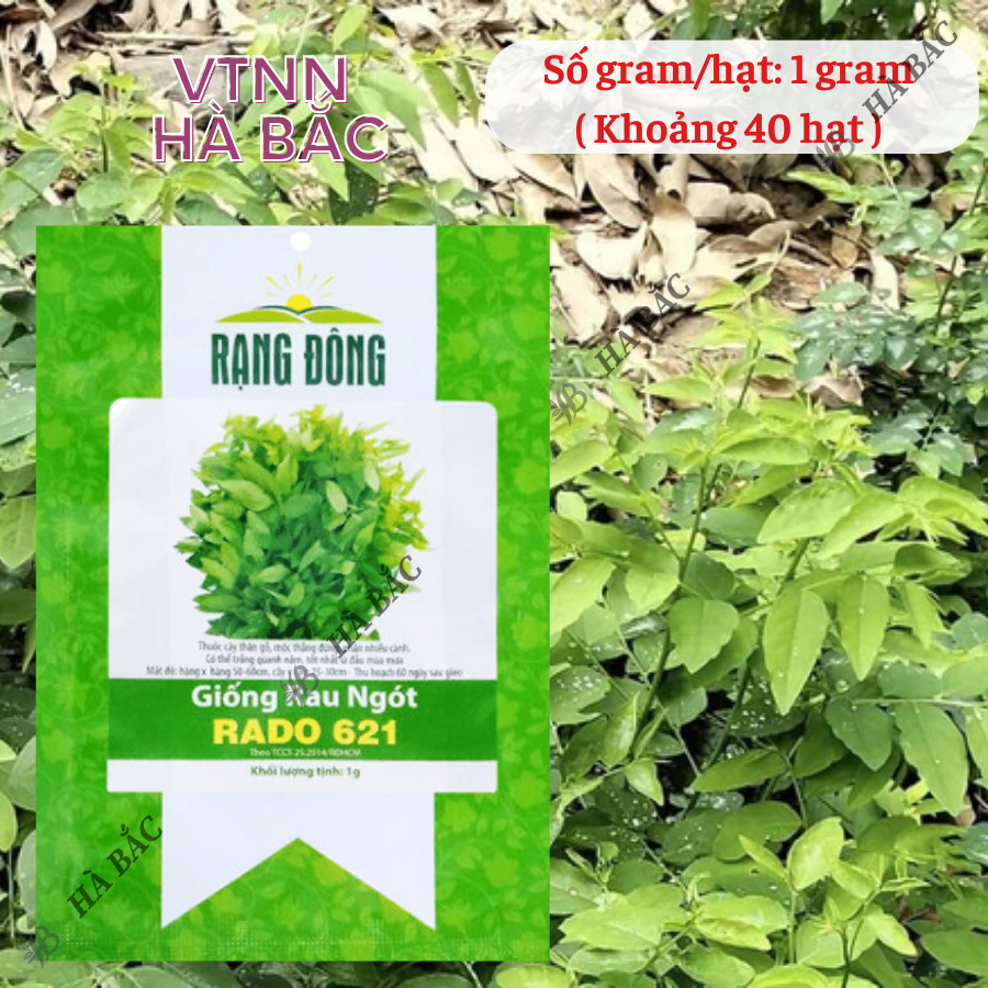 Hạt giống Rau Ngót Rado 621 (1g~40 hạt) Rau Bồ Ngót trồng quanh năm, sinh trưởng khỏe - Nông Nghiệp Hà Bắc