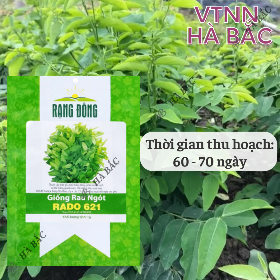 Hạt giống Rau Ngót Rado 621 (1g~40 hạt) Rau Bồ Ngót trồng quanh năm, sinh trưởng khỏe - Nông Nghiệp Hà Bắc