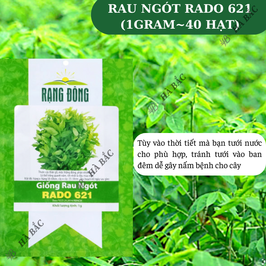 Hạt giống Rau Ngót Rado 621 (1g~40 hạt) Rau Bồ Ngót trồng quanh năm, sinh trưởng khỏe - Nông Nghiệp Hà Bắc