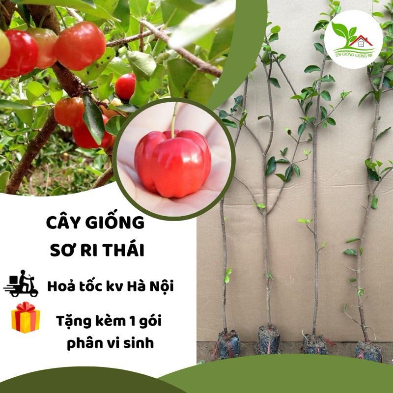 Cây giống Sơ Ri Thái Siêu Ngọt, giòn, dễ đậu trái, ít sâu bệnh | Shopee ...