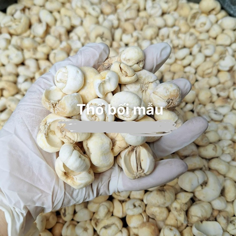 Thổ Bối Mẫu ( Sạch, Đẹp ) Hàng Loại 1