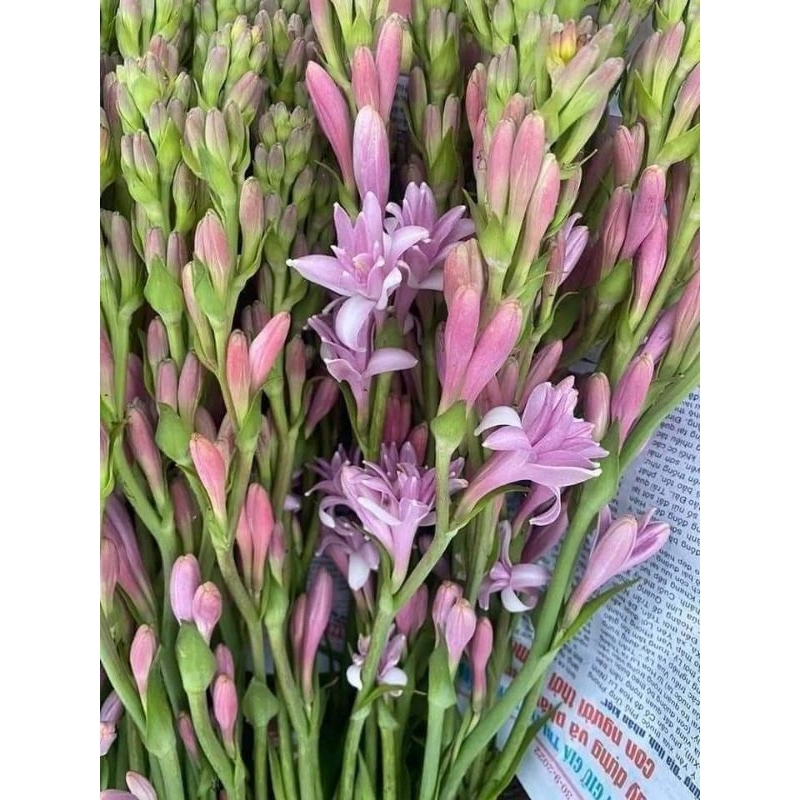 củ hoa huệ tím kép thơm nở quanh năm | Shopee Việt Nam