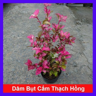 Cây Hoa Dâm Bụt Cẩm Thạch ( Hoa Lồng Đèn ) - cây cảnh đẹp