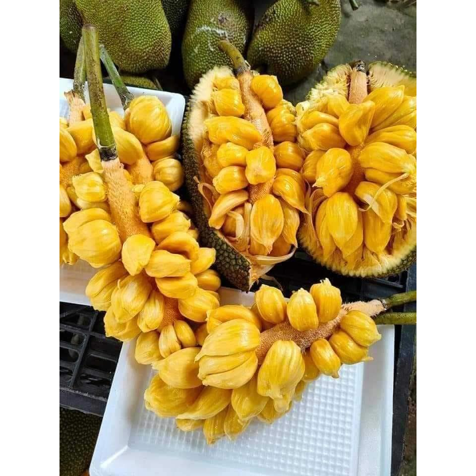 Mít Tố Nữ Hạt Lép- CÂY GHÉP | Shopee Việt Nam