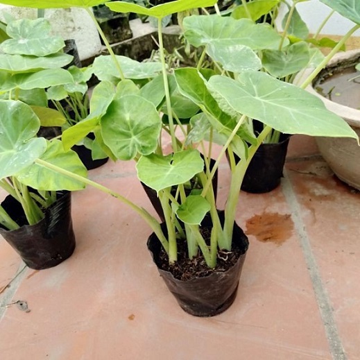 Cây Dọc Mùng (Cây Bạc Hà Giống) Không Ngứa Làm Giống KVT Hạt Giống CANH NÔNG