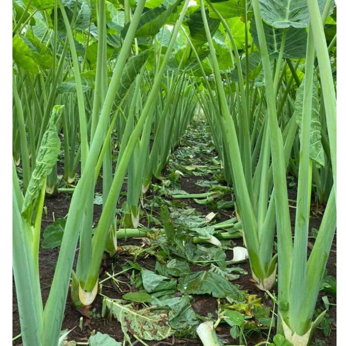 Cây Dọc Mùng (Cây Bạc Hà Giống) Không Ngứa Làm Giống KVT Hạt Giống CANH NÔNG