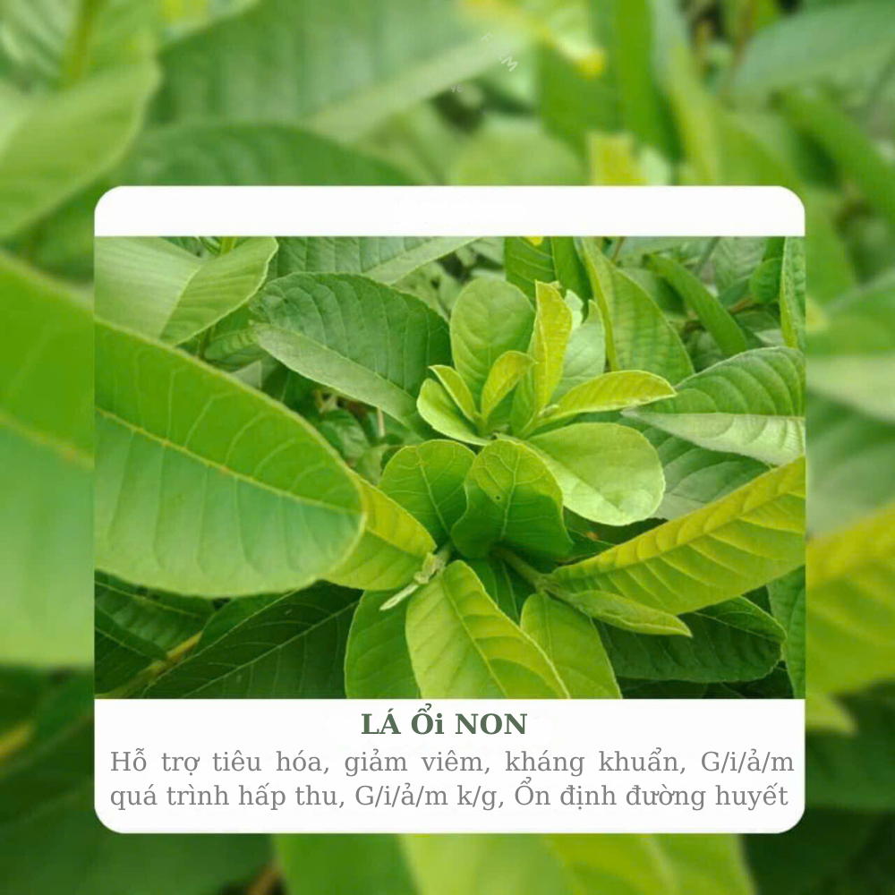 Trà Lá Ổi 6 Vị  Combo 60 Túi Lọc Mix Thảo Mộc – Hỗ Trợ Giảm Cân, Tiểu Đường, Thanh Lọc Cơ Thể