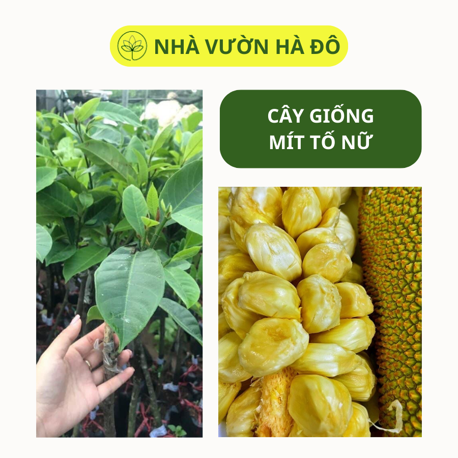 Cây Mít Tố Nữ Chuẩn F1 Siêu Nhiều Múi Ngọt Lịm | Shopee Việt Nam