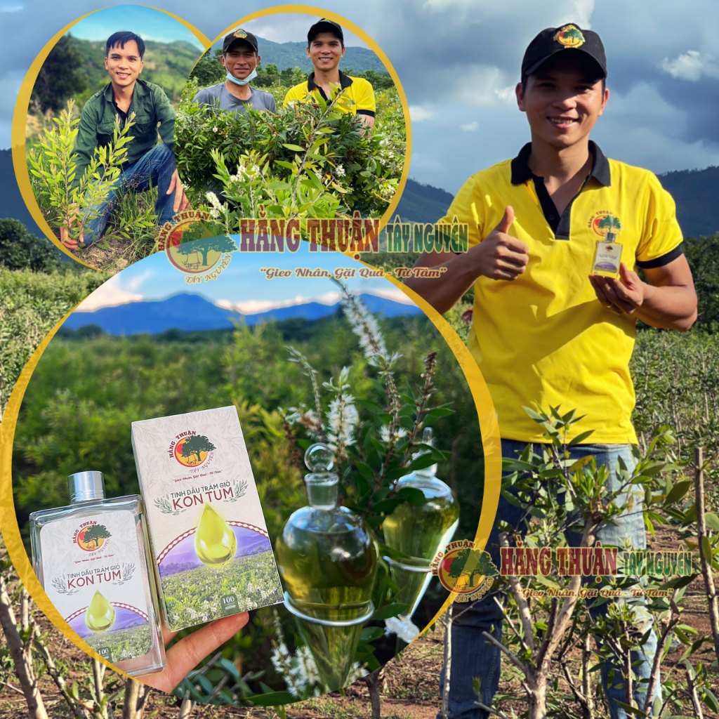 Tinh Dầu Tràm Gió Nguyên Chất Hằng Thuận Tây Nguyên
