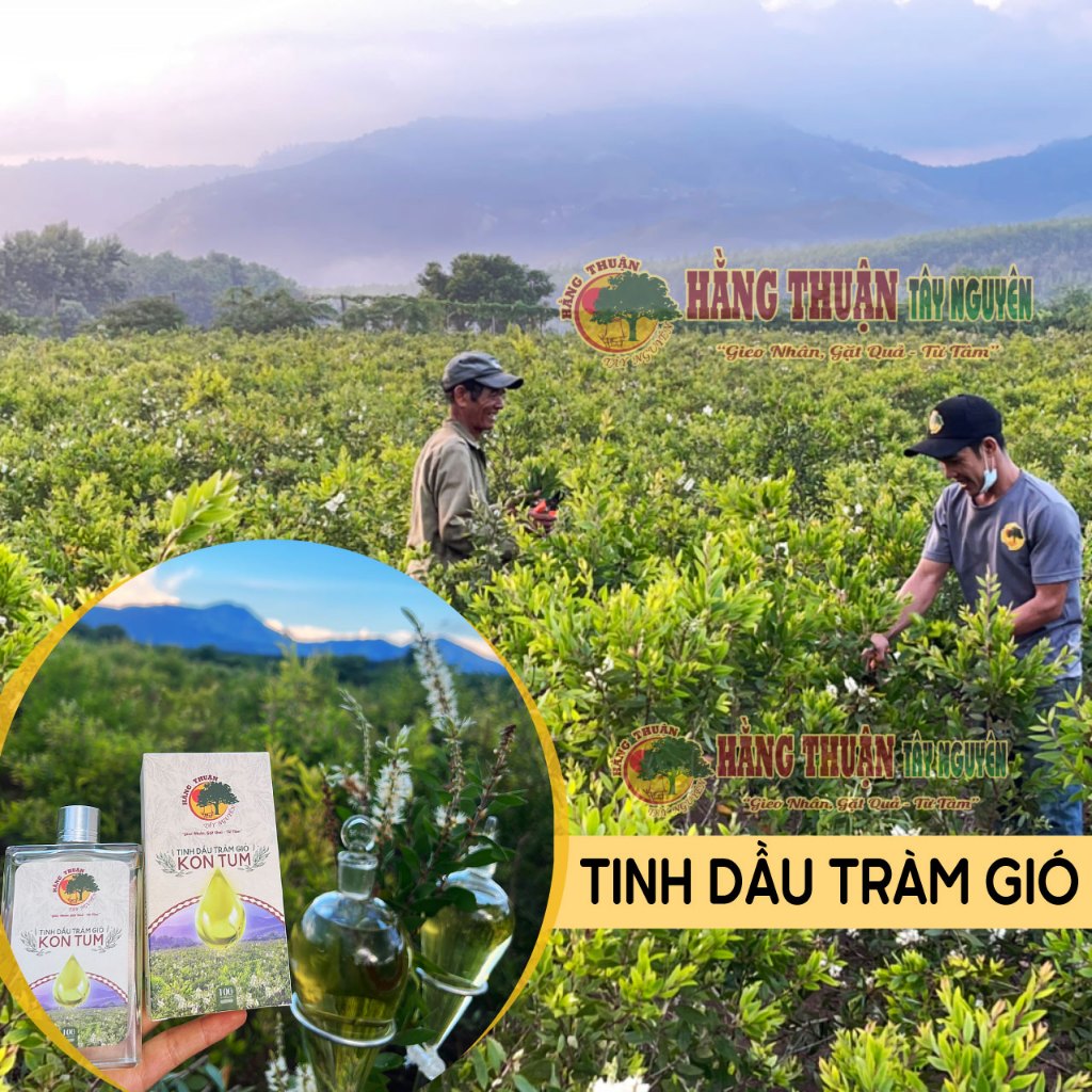 Tinh Dầu Tràm Gió Nguyên Chất Hằng Thuận Tây Nguyên