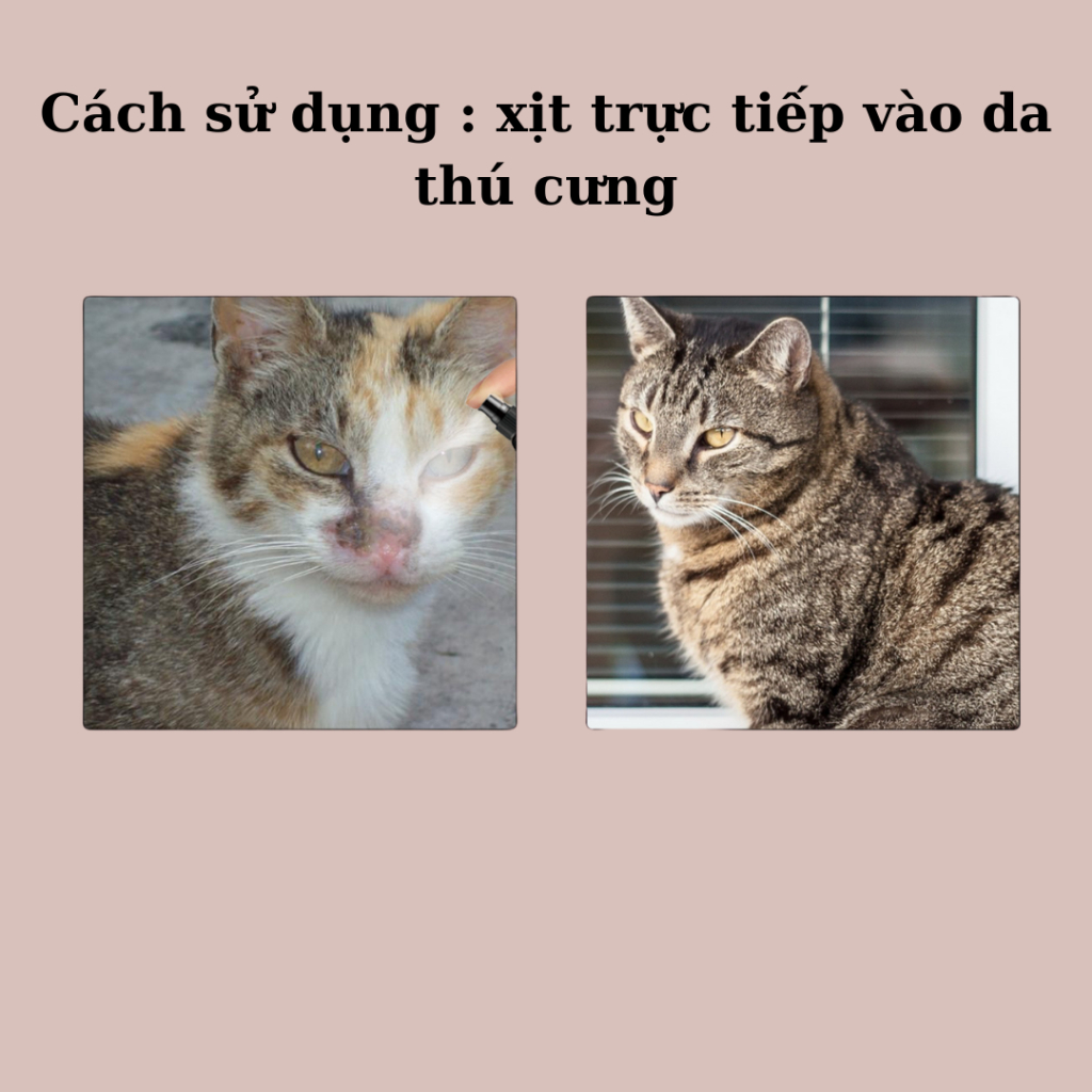 Xịt nấm thảo mộc cho chó mèo WEGBONG , combo 2 lọ