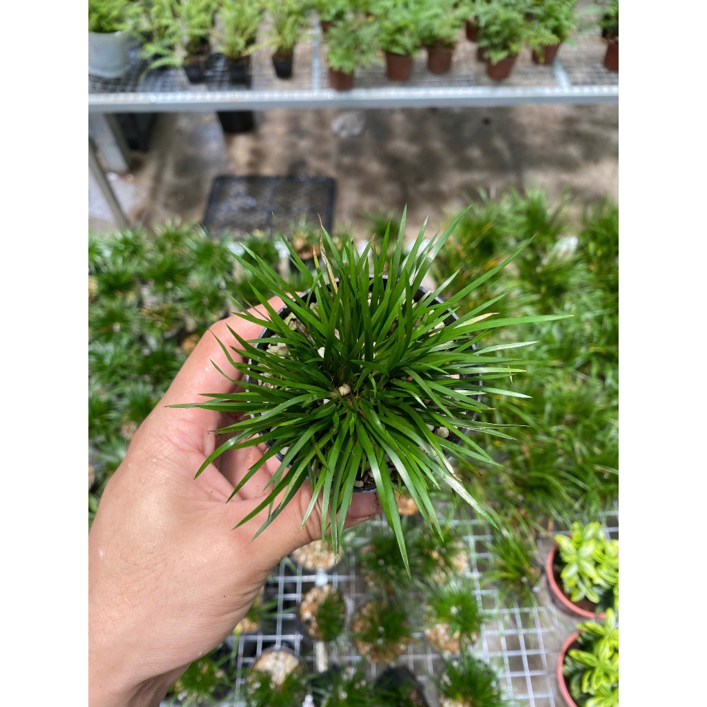 Chậu cứng Thạch xương bồ Kim Tiền -Hổ Tu - Hoàng Kim Cơ trang trí bàn trà,tiểu cảnh