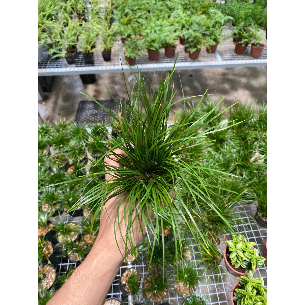 Chậu cứng Thạch xương bồ Kim Tiền -Hổ Tu - Hoàng Kim Cơ trang trí bàn trà,tiểu cảnh