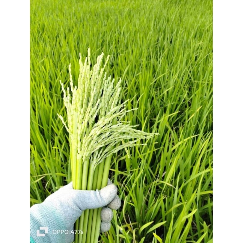 Đòng đòng nếp ngâm rươu , Nhận sỉ từ 20kg | Shopee Việt Nam