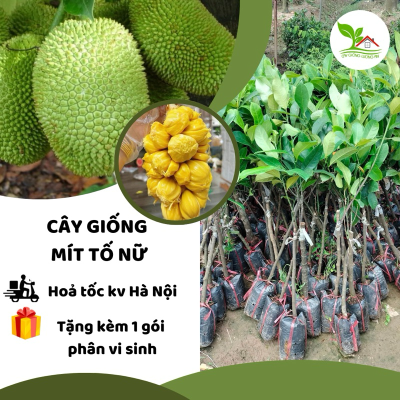 Cây giống Mít Tố Nữ, giống mít có hương vị độc đáo nhất trong họ nhà ...