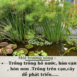 Cây thuỷ trúc thái trông chậu cây cảnh, bán cạn