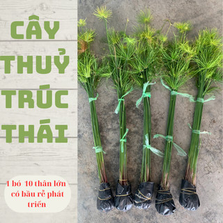 Cây thuỷ trúc thái trông chậu cây cảnh, bán cạn